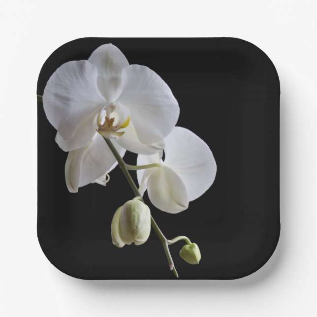 White Orchid on Black Paper Plates (Front)