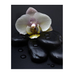 White Orchid On Black Stones Acrylic Print
