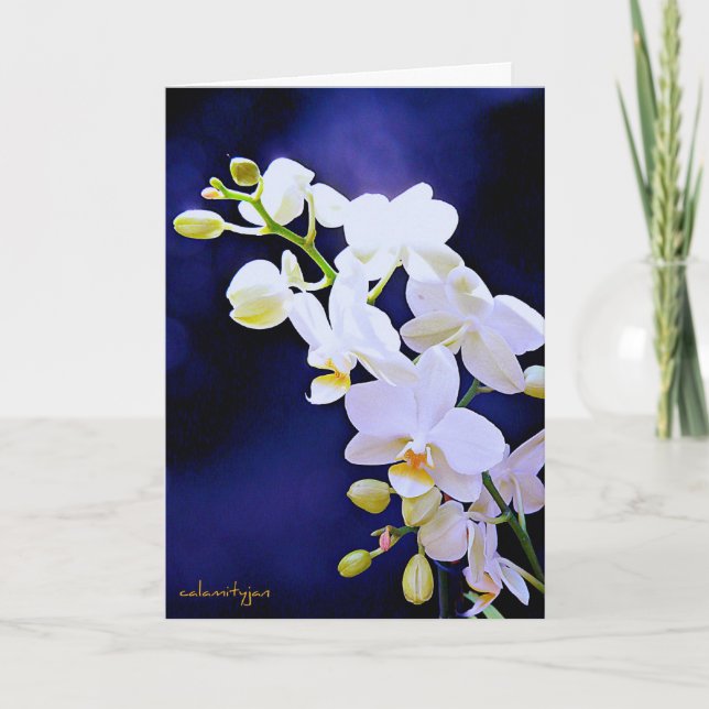 White orchid on royal blue  Birthday Card (Front)