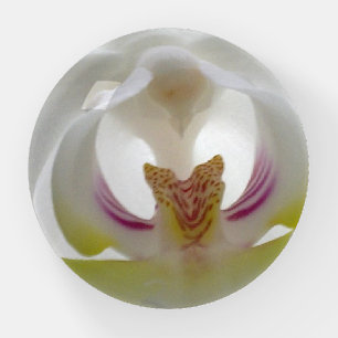 White Orchid Paperweight