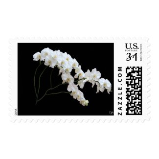 White Orchid Postage