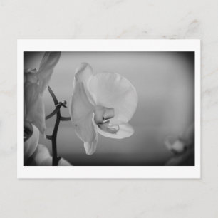 White Orchid - Postcard