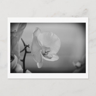 White Orchid - Postcard