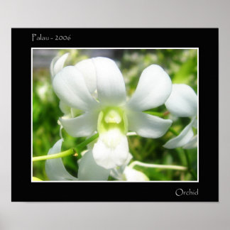 White Orchid Poster