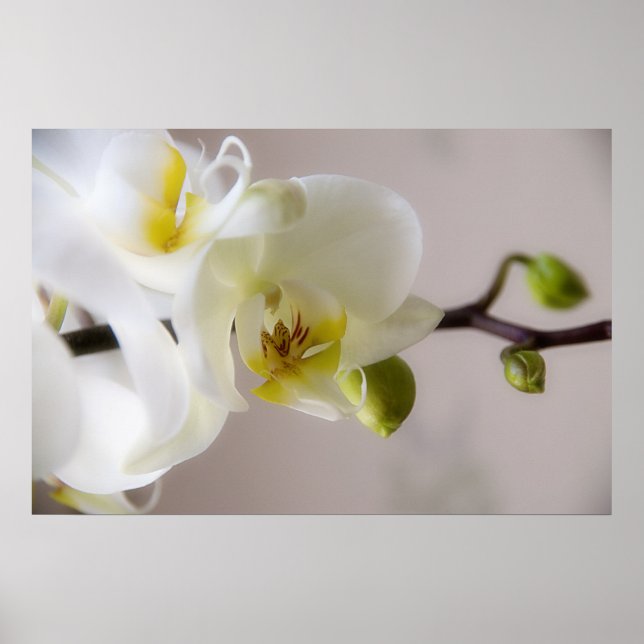 White Orchid • Poster (Front)