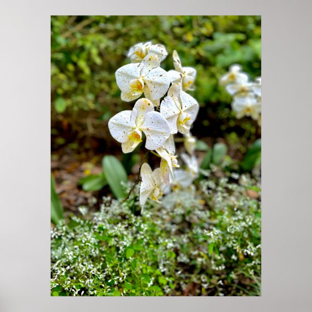 White Orchid Poster (Front)