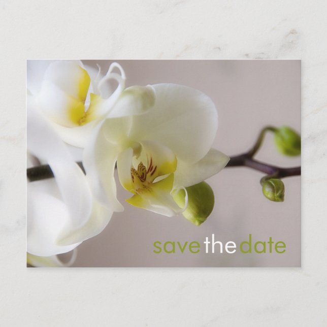 White Orchid • Save the Date Postcard (Front)