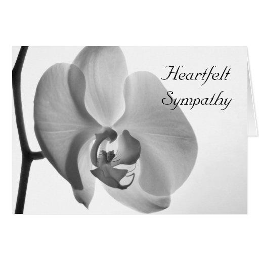 White Orchid Sympathy Card | Zazzle