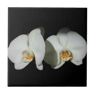 White orchid, tropical white flowers ceramic tile