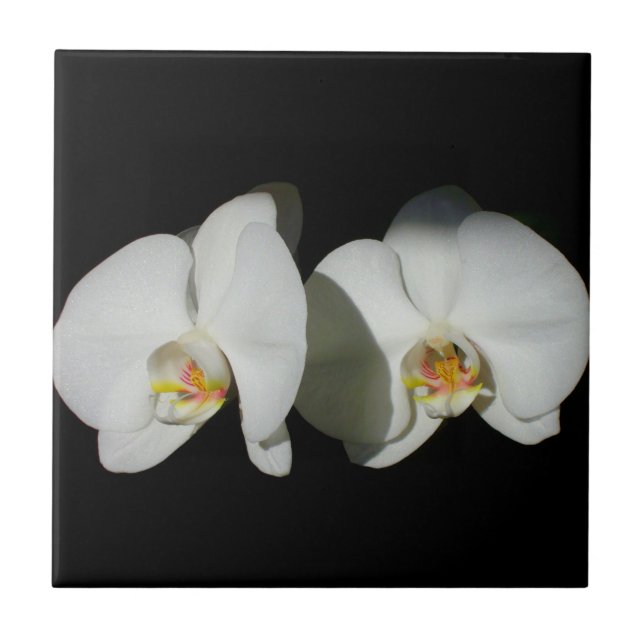 White orchid, tropical white flowers  ceramic tile (Front)