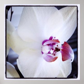 White Orchid with Pink Photo Poster