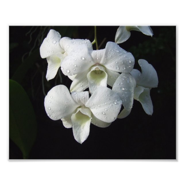 White Orchids 10" x 8" Photo Print (Front)