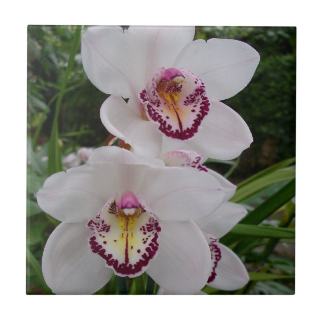 White Orchids Beautiful Tropical Flowers Ceramic Tile (Front)