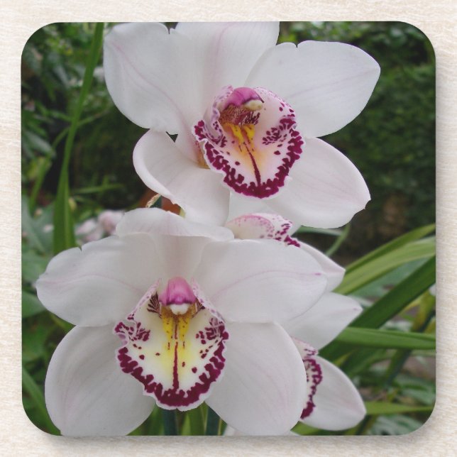 White Orchids Beautiful Tropical Flowers Coaster (Front)