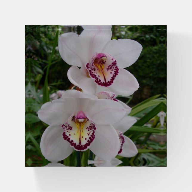 White Orchids Beautiful Tropical Flowers Paperweight (Front)