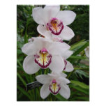 White Orchids Beautiful Tropical Flowers Photo Print