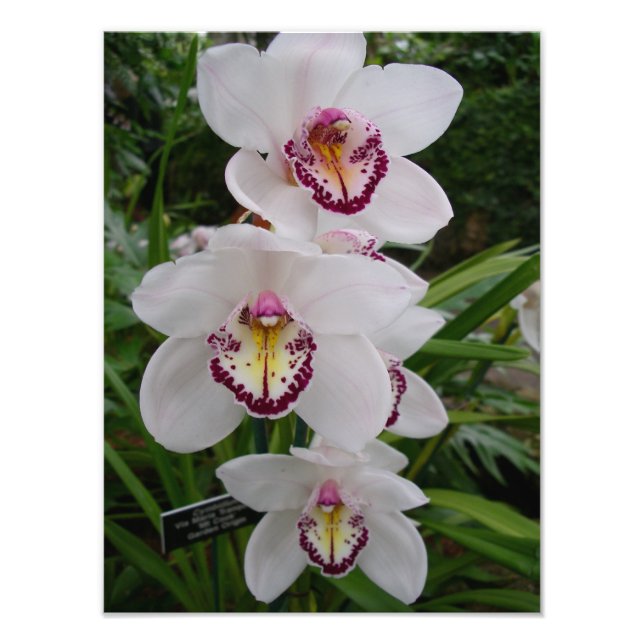 White Orchids Beautiful Tropical Flowers Photo Print (Front)