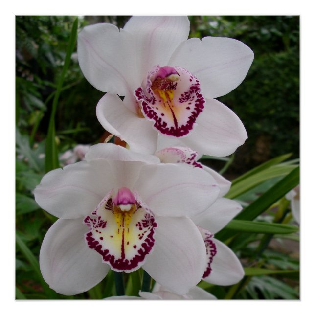 White Orchids Beautiful Tropical Flowers Poster (Front)