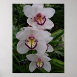 White Orchids Beautiful Tropical Flowers Poster