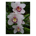 White Orchids Beautiful Tropical Flowers Poster