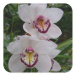 White Orchids Beautiful Tropical Flowers Square Sticker