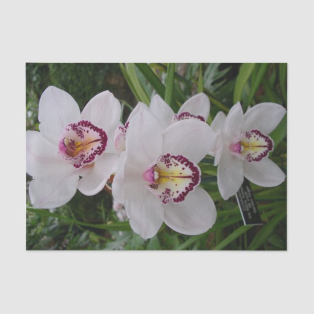 White Orchids Beautiful Tropical Flowers Tissue Paper (Front)