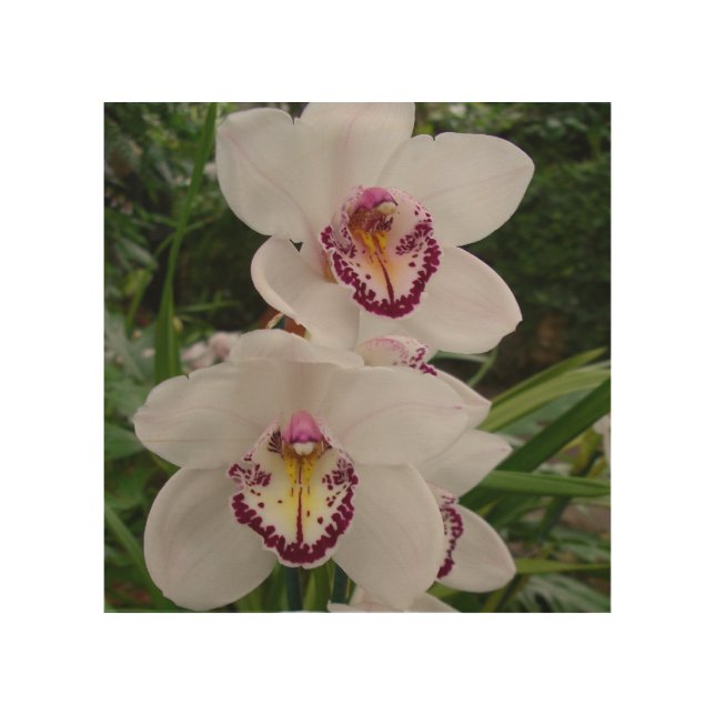White Orchids Beautiful Tropical Flowers Wood Wall Art (Front)