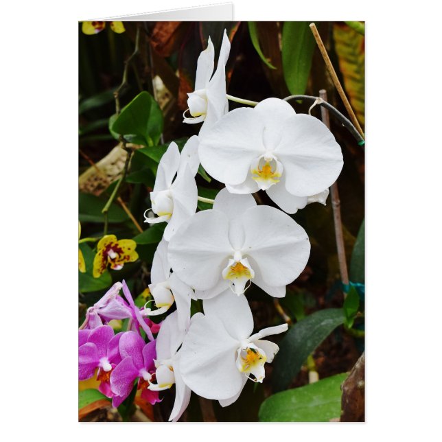White Orchids Blossoms Cards (Front)