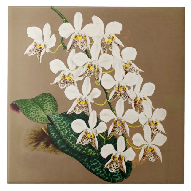 White Orchids Botanical Print, Tan Background Ceramic Tile (Front)