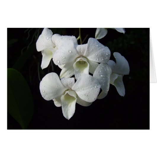 White Orchids Card (Front Horizontal)