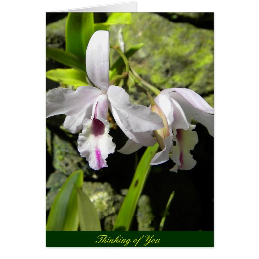 White Orchids Cards (Front)