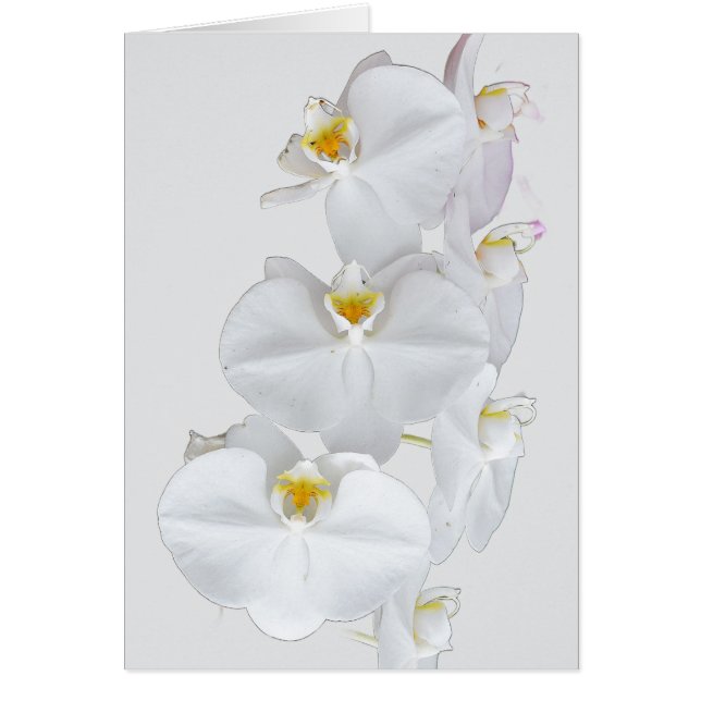 White Orchids  Cards (Front)