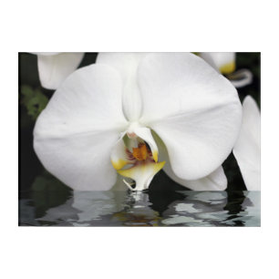 White Orchids Emerging from Water Acrylic Wall Art