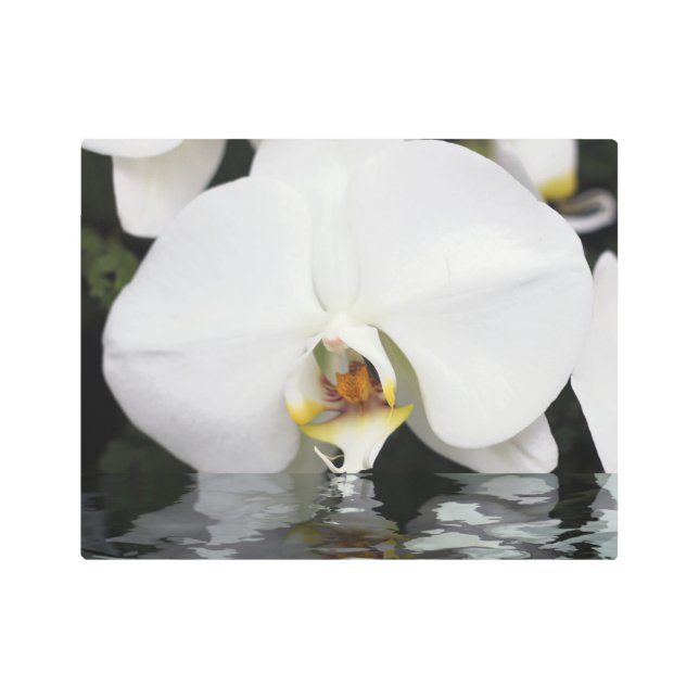 White Orchids Emerging from Water Metal Wall Art (Front)