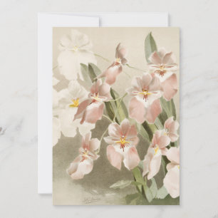 White Orchids Flower Vintage Old Illustration Card