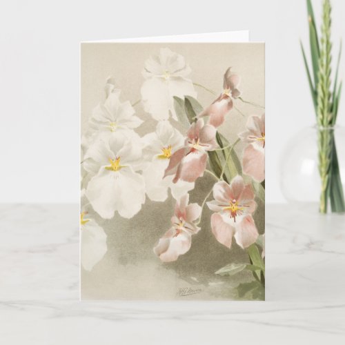 White Orchids Flower Vintage Old Illustration Card