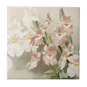 White Orchids Flower Vintage Old Illustration Ceramic Tile