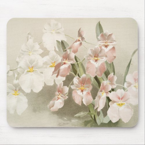 White Orchids Flower Vintage Old Illustration Mouse Pad