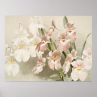 White Orchids Flower Vintage Old Illustration