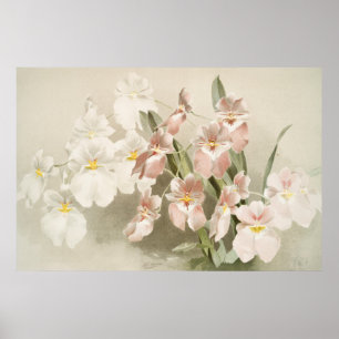 White Orchids Flower Vintage Old Illustration Poster