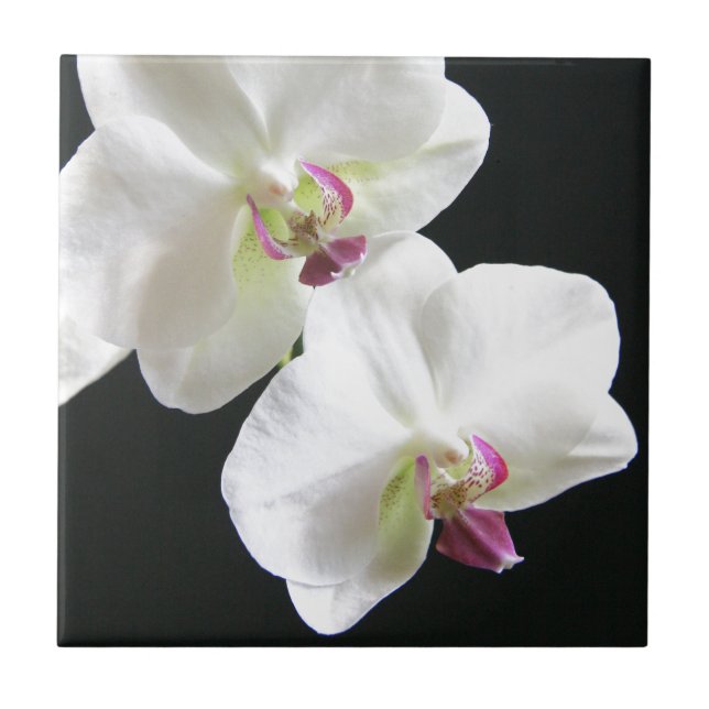 White Orchids on Black Ceramic Tile (Front)