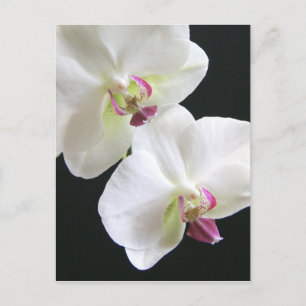 White Orchids on Black Postcard