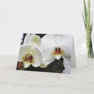 White orchids (on Canvas) card