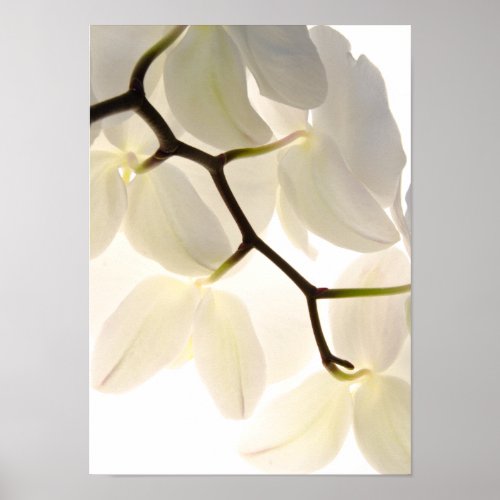 White Orchids on White Poster