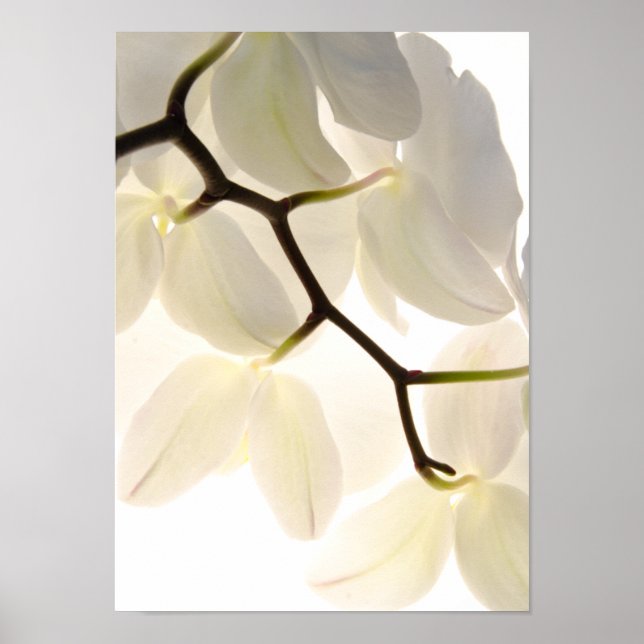 White Orchids on White Poster (Front)