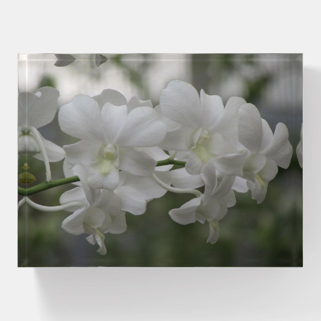 White Orchids Paperweight (Front)