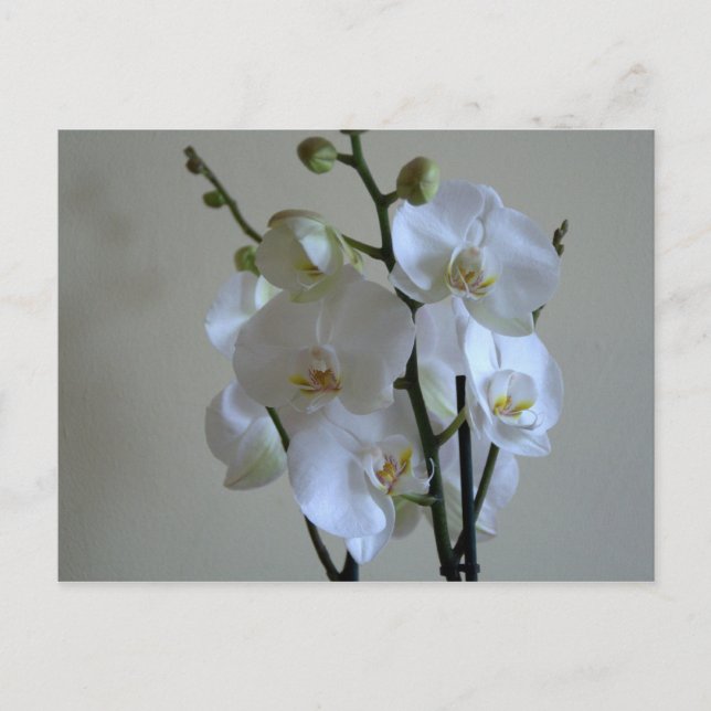 White orchids postcard (Front)