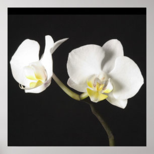 White Orchids Poster
