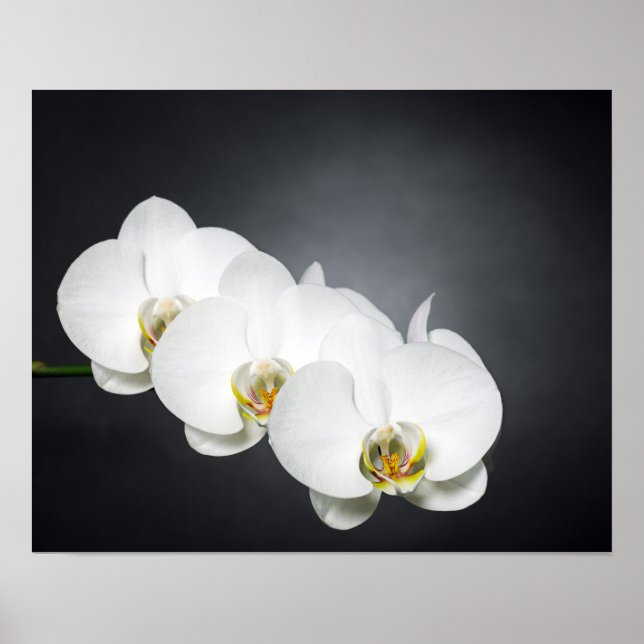White orchids poster (Front)