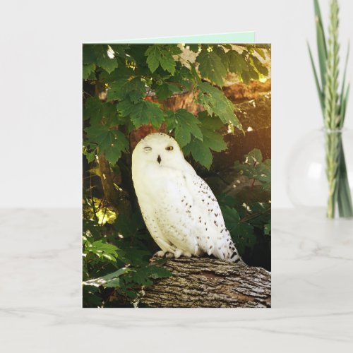 white owl greeting card